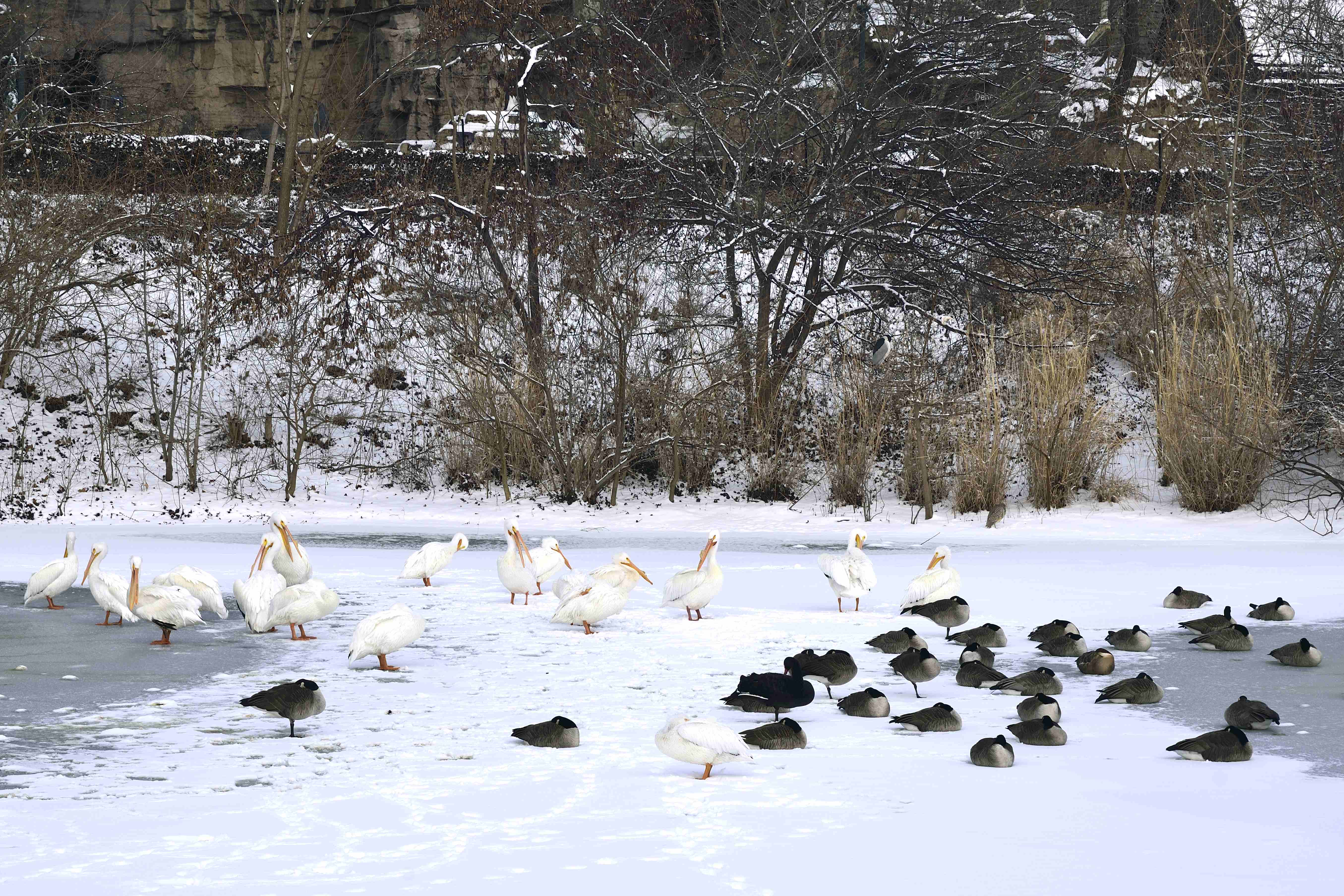 Birds on the Lake | Shutterbug